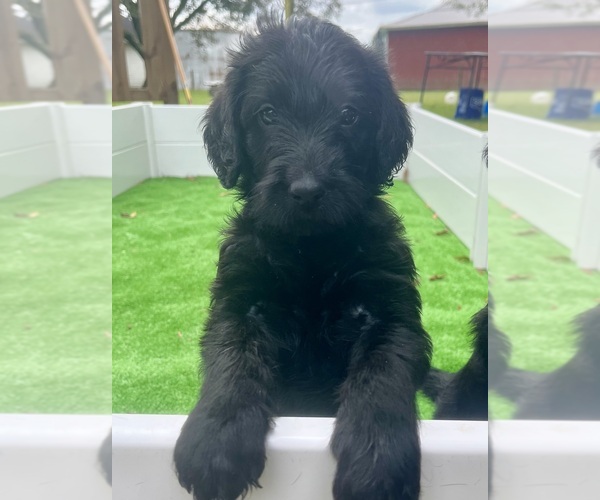 Medium Photo #21  Breeder Profile in WAVERLY, VA, USA