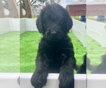 Small #20 Breeder Profile image
