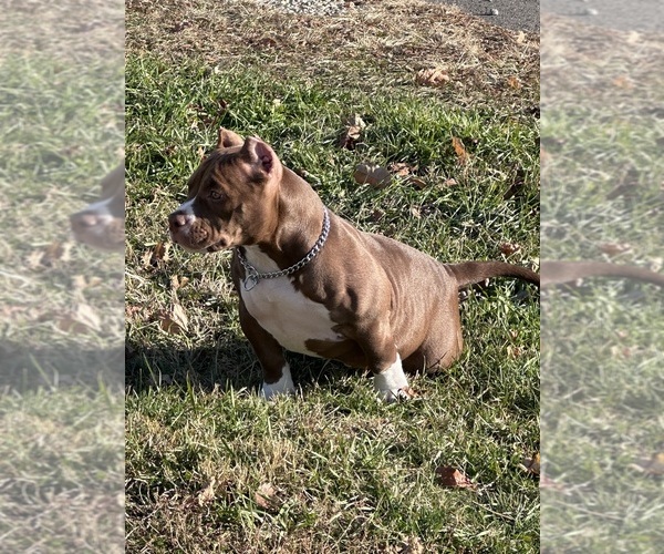 Medium Photo #12  Breeder Profile in URBANA, OH, USA