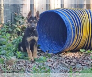 German Shepherd Dog Dog Breeder near LYNDEBORO, NH, USA