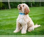 Small breeder photo