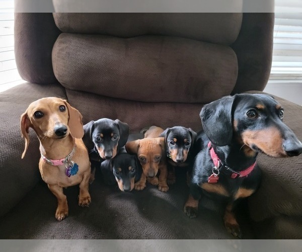 Medium Photo #1  Breeder Profile in ROY, WA, USA