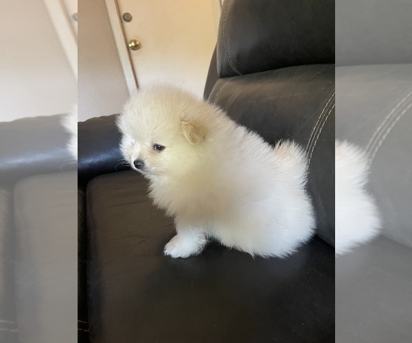 Medium Photo #1  Breeder Profile in SANTA ROSA, CA, USA