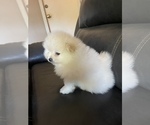 Small breeder photo