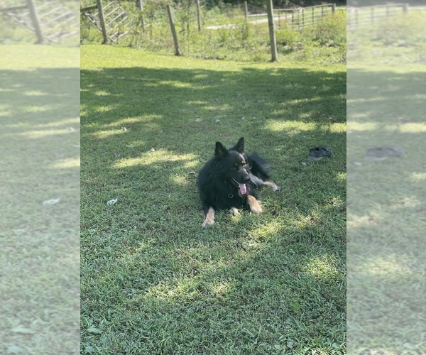 Medium Photo #1  Breeder Profile in VANCEBURG, KY, USA