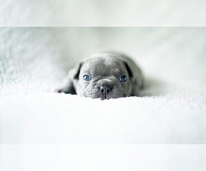 Main photo of French Bulldog Dog Breeder near CUYAHOGA FALLS, OH, USA