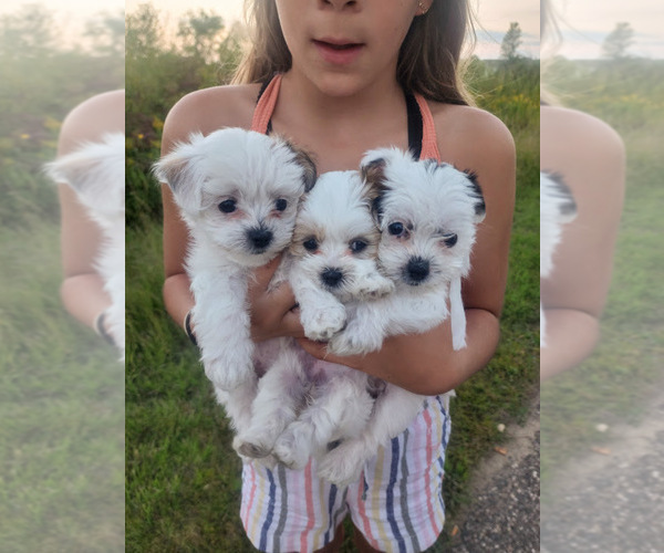 Medium Photo #7  Breeder Profile in FARMINGTON, MN, USA