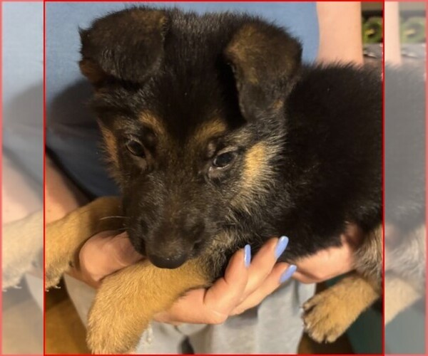 Medium Photo #6  Breeder Profile in NEWNAN, GA, USA