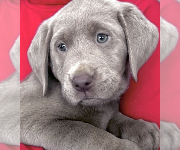 Medium Photo #16  Breeder Profile in DELEVAN, NY, USA