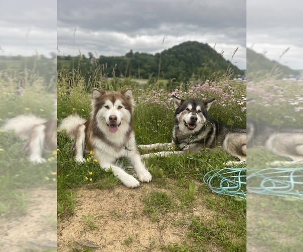Medium Photo #14  Breeder Profile in FREDERICK, MD, USA