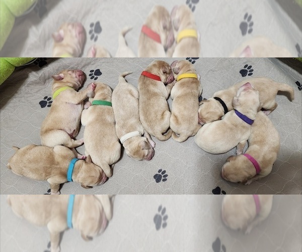 Medium Photo #1  Breeder Profile in CHEHALIS, WA, USA