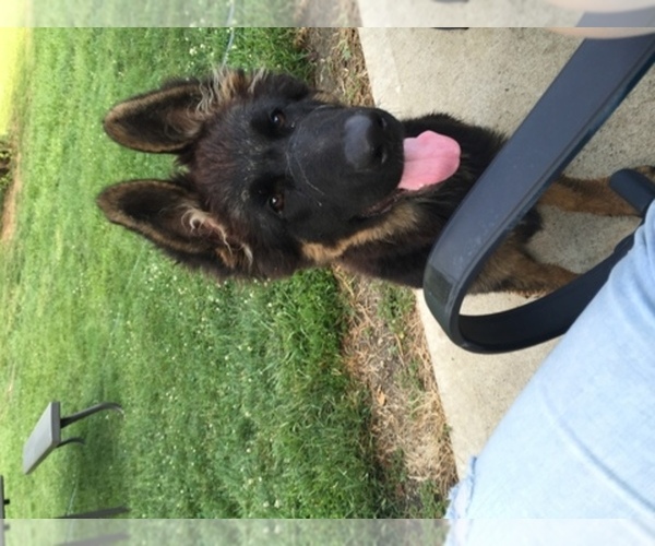 Medium Photo #1  Breeder Profile in WILLIAMSPORT, OH, USA