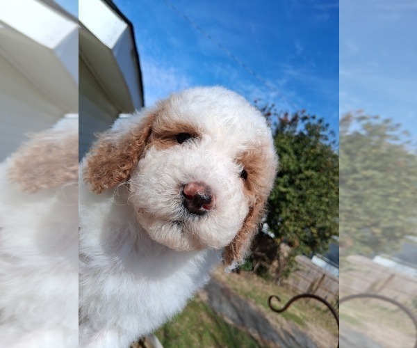 Medium Photo #50  Breeder Profile in GASTONIA, NC, USA