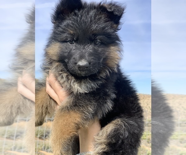 Medium Photo #148  Breeder Profile in PINON HILLS, CA, USA