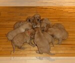 Small #2 Breeder Profile image