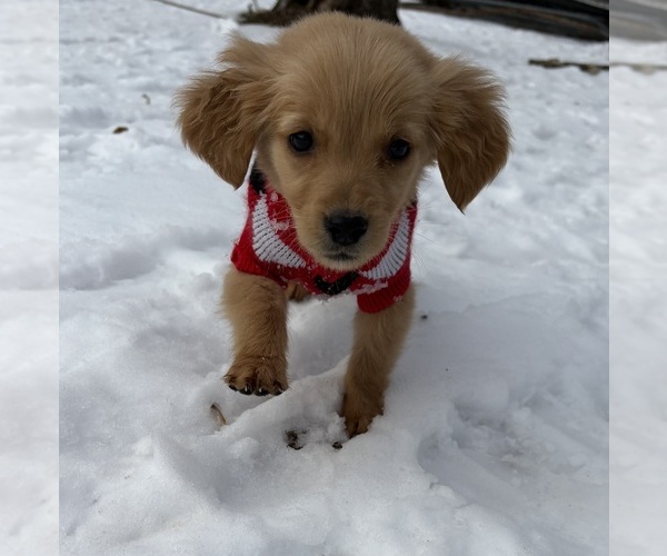 Medium Photo #8  Breeder Profile in MADISON, NC, USA