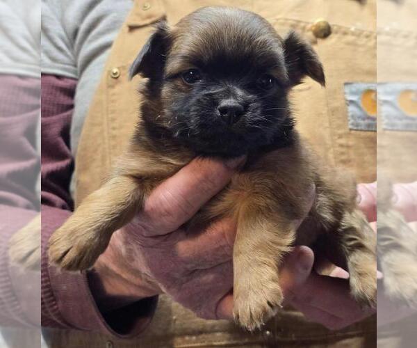 Medium Photo #10  Breeder Profile in WINLOCK, WA, USA