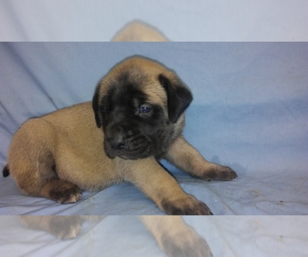 Medium Photo #1  Breeder Profile in MARKLE, IN, USA