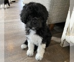 Small #4 Breeder Profile image