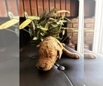 Small #41 Breeder Profile image