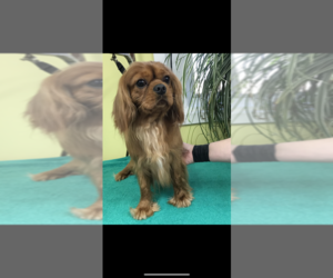 Cavalier King Charles Spaniel Dog Breeder in FRISCO,  USA
