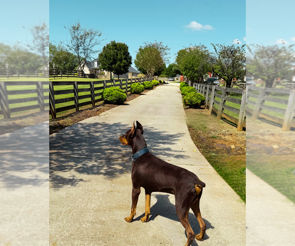 Medium Photo #4  Breeder Profile in HUNTSVILLE, AL, USA