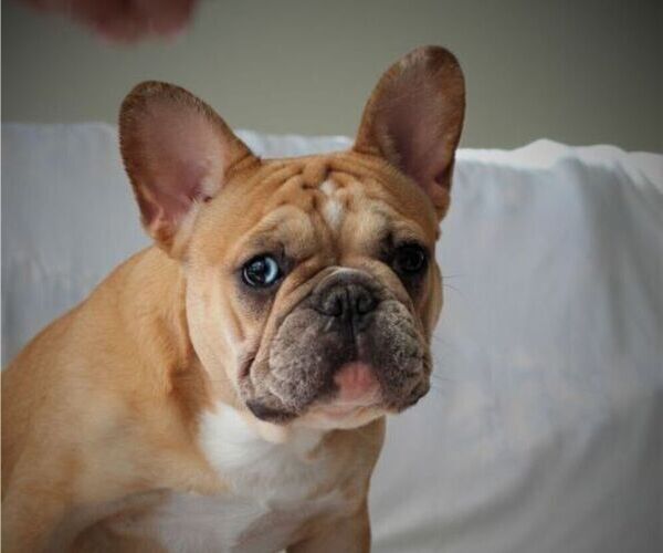 Medium Photo #5  Breeder Profile in HASTINGS, MN, USA