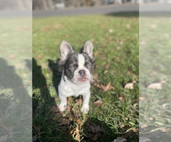 Medium Photo #6  Breeder Profile in NARRAGANSETT, RI, USA