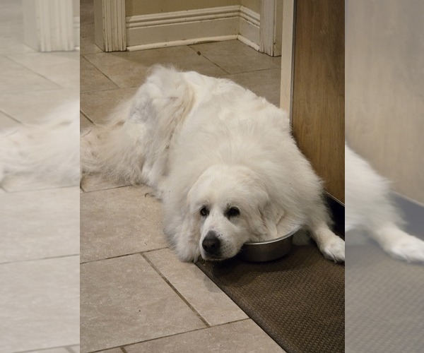 Medium Photo #9  Breeder Profile in BAY SAINT LOUIS, MS, USA