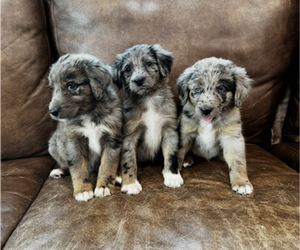 Australian Shepherd Dog Breeder near STEWART, MS, USA