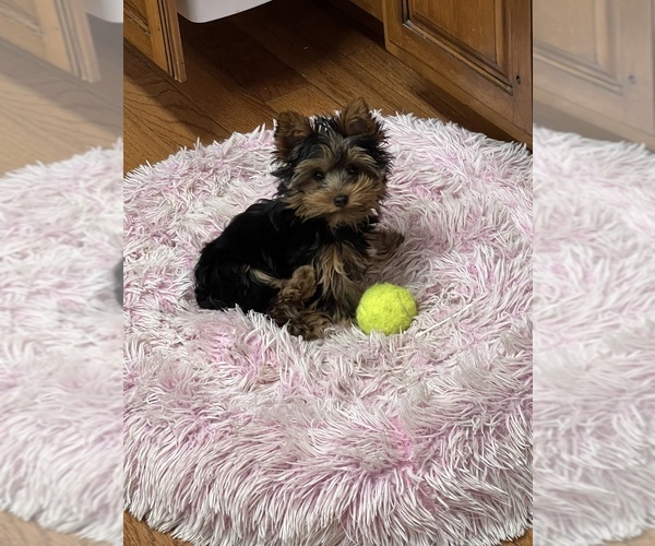 Medium Photo #24  Breeder Profile in CASSVILLE, MO, USA