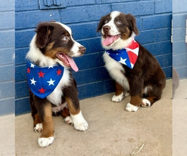 Medium Photo #9  Breeder Profile in CANTON, TX, USA
