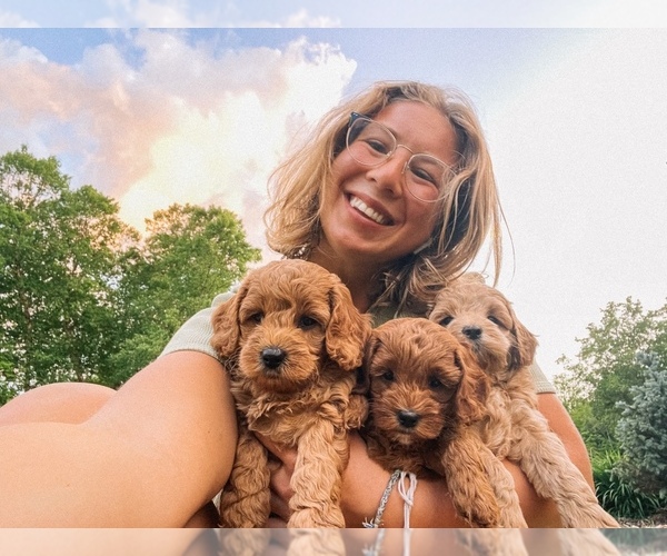 Medium Photo #1  Breeder Profile in ANTWERP, NY, USA