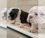 Small #4 Breeder Profile image