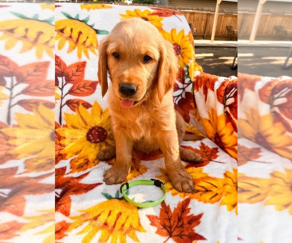 Medium Photo #1  Breeder Profile in VISALIA, CA, USA