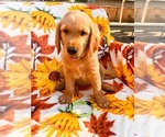 Small breeder photo