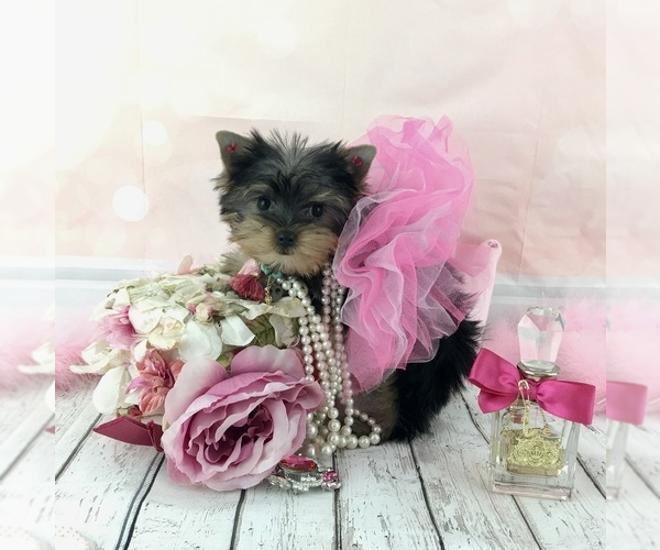 Medium Photo #1  Breeder Profile in STANTONVILLE, TN, USA
