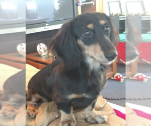 Dachshund Dog Breeder near LARGO, FL, USA