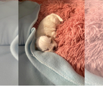 Small #8 Breeder Profile image