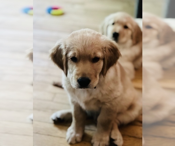 Medium Photo #10  Breeder Profile in SUWANEE, GA, USA