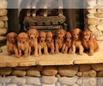 Small breeder photo