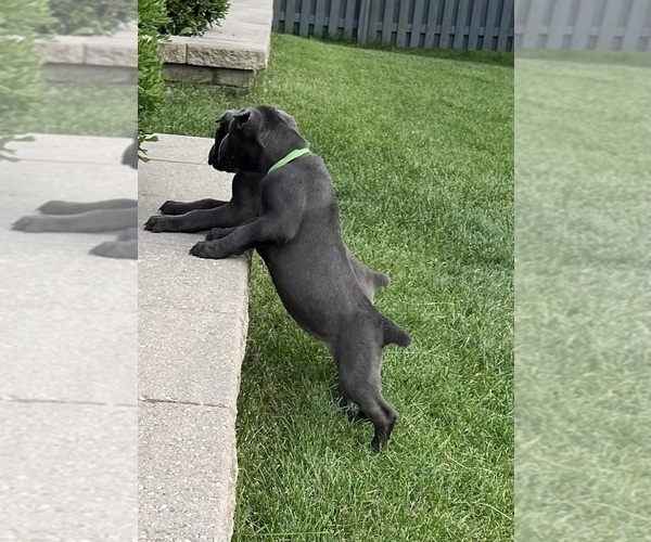 Medium Photo #4  Breeder Profile in JOLIET, IL, USA