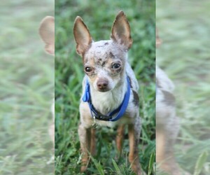 Chihuahua Dog Breeder near SAVANNAH, TN, USA