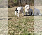 Small Photo #4  Breeder Profile in KENLY, NC, USA