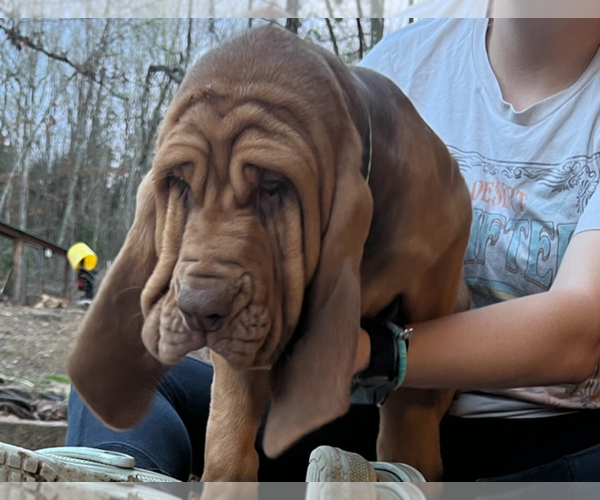 Medium Photo #6  Breeder Profile in UNIONTOWN, AR, USA