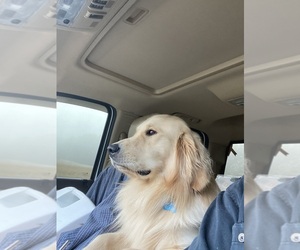 English Cream Golden Retriever-Poodle (Standard) Mix Dog Breeder in WAKEFIELD,  USA
