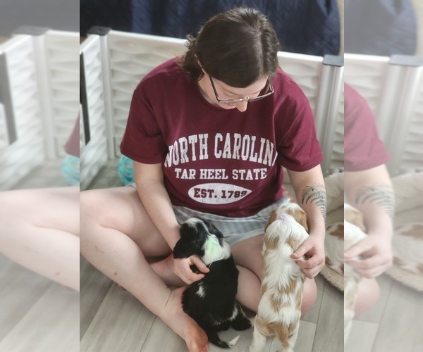 Medium Photo #1  Breeder Profile in ALTON, NH, USA