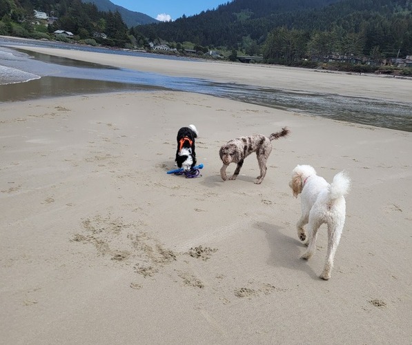Medium Photo #32  Breeder Profile in PASCO, WA, USA