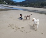 Small #31 Breeder Profile image