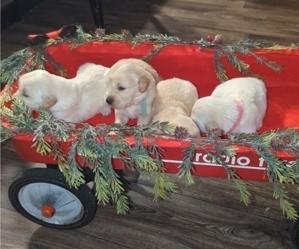 Medium Photo #9  Breeder Profile in MILACA, MN, USA
